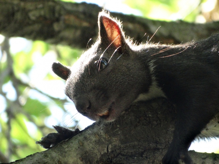 5559494_DSC09080 (700x525, 261Kb)