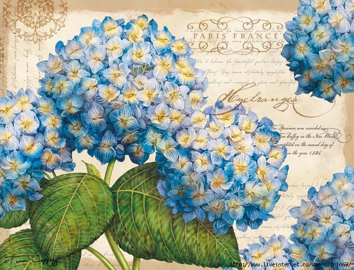 deluxe-note-cards-blue-floral-2080502-1 (700x532, 401Kb)