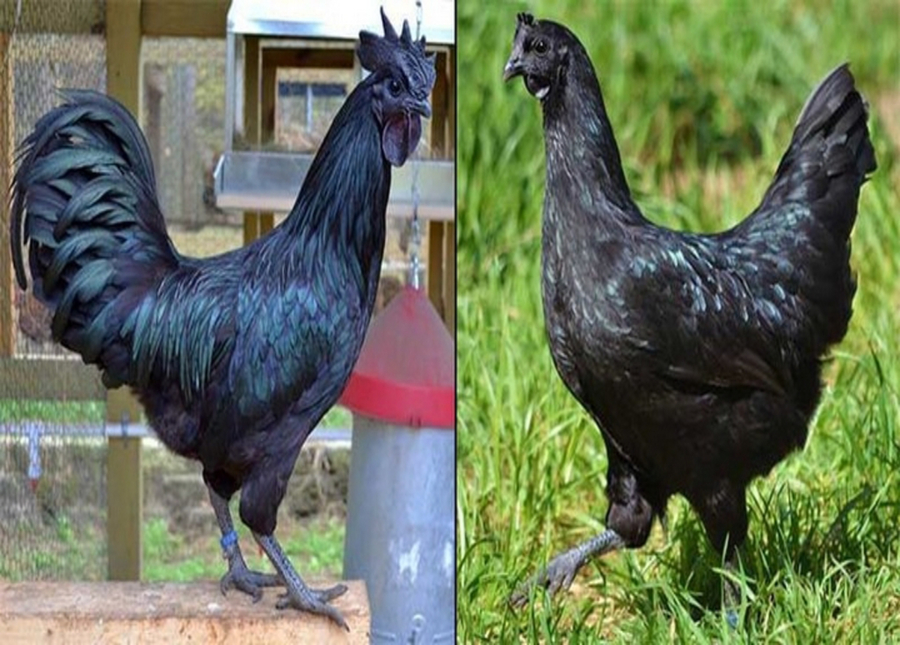 Куры с черным пером. Аям Цемани Курочка. Суматра порода кур. Куры с длинной шеей.