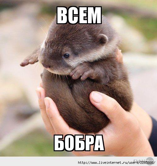 http://img1.liveinternet.ru/images/attach/b/4/113/708/113708595_cdebf010e0f47df272d4a94ee345f746.jpg