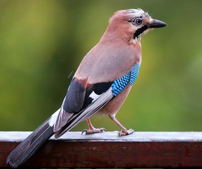 interesting_2012092513391215 (400x336, 16Kb)