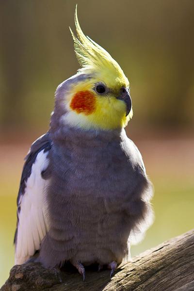 interesting_2012092513560710 (400x600, 27Kb)