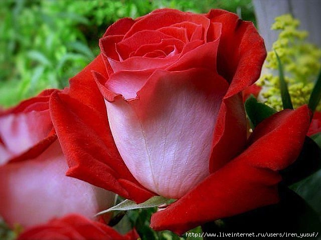 0_736d0_57a91ef4_XL (640x480, 153Kb)