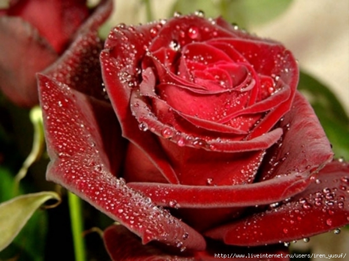2370217_2369245_50480697_1256826445_rr5_1024x768 (700x525, 234Kb)