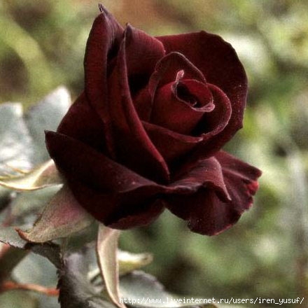 70473905_blask_baccara (440x440, 98Kb)