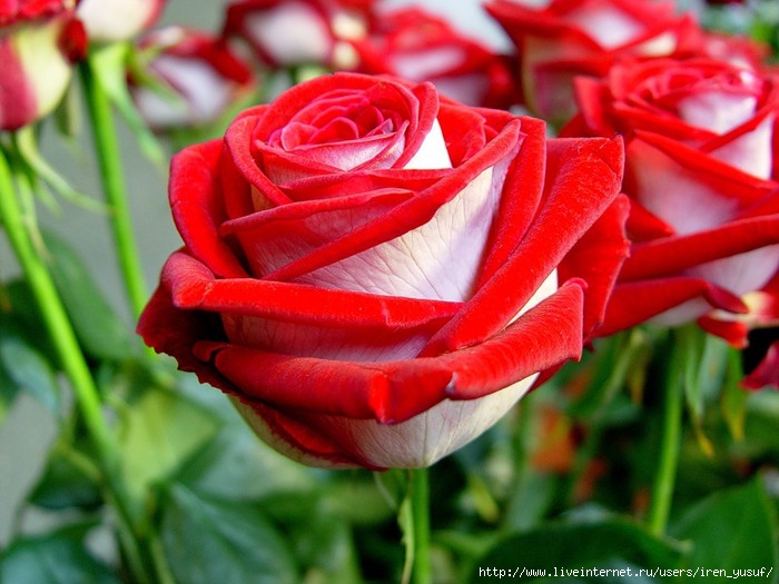 72079243_0_7ec1_ec824521_XL (700x525, 218Kb)