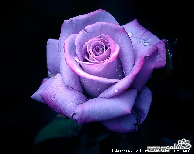 Purple_Rose (640x508, 111Kb)