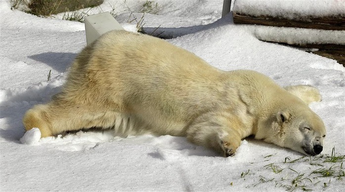 Белая медведица по имени Пайк лежит в снегу, который был специально привезен в Сан-Франциско ко дню ее рождения.