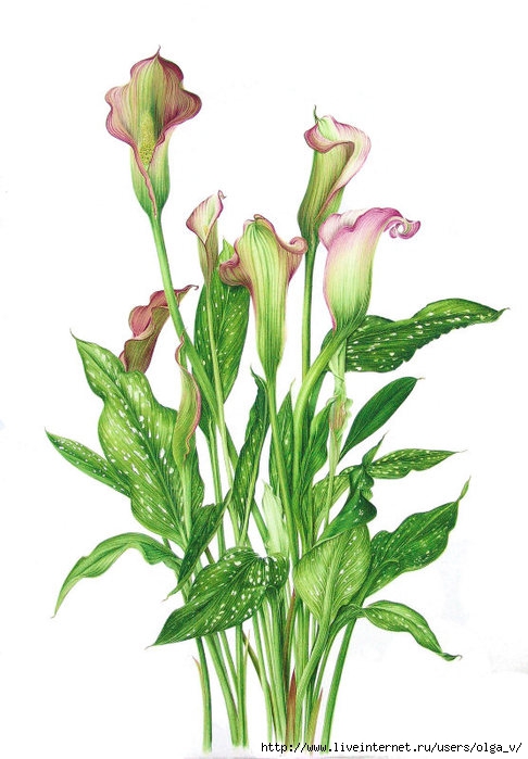 4964063_28zantedeschia (486x700, 171Kb)