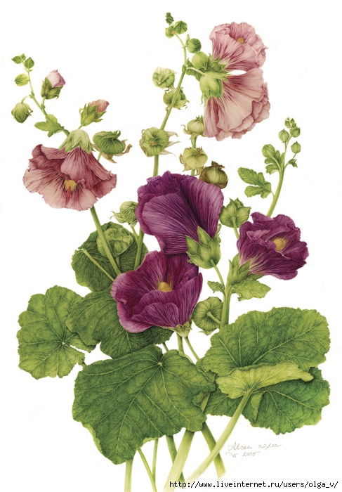 4964063_39hollyhock (487x700, 236Kb)