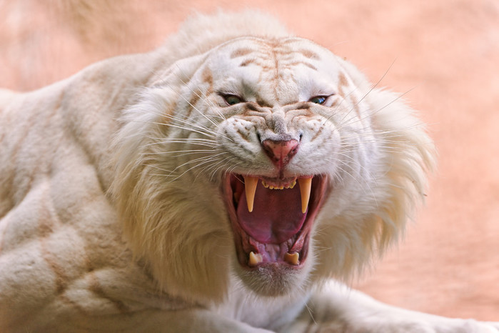 white_tigers_01 (700x466, 77Kb)