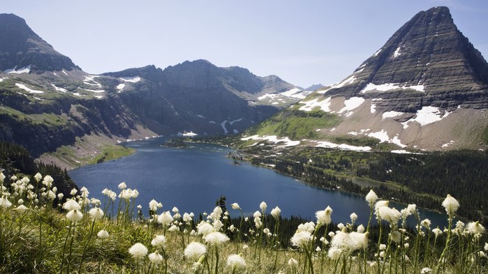 Blooming_Bear_Grass_Bear_Hat_Mountain_Glacier_National_Park_Montana (700x393, 93Kb)