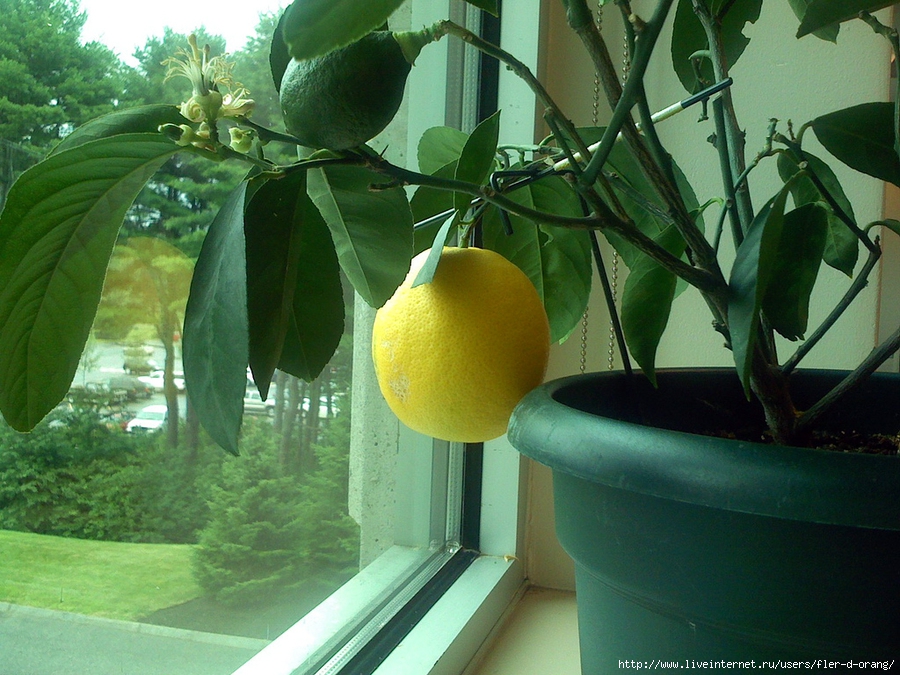 Как получить косточки лимона для посадки