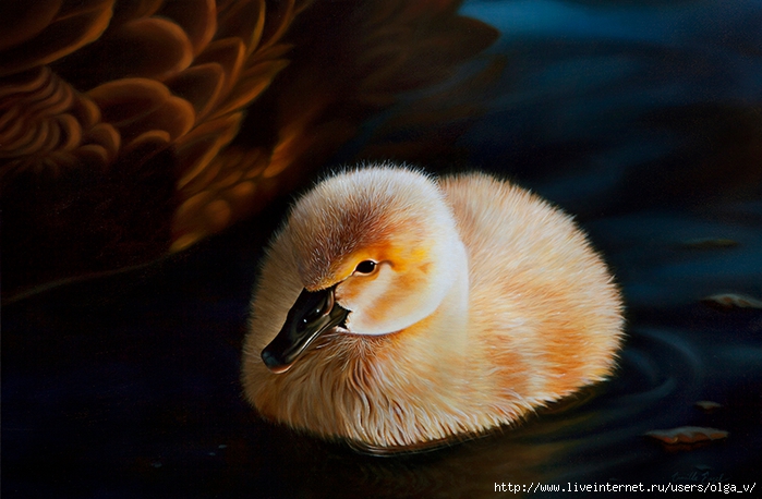 248-Camille-Engel-Black-Swan-Wildlife-Painting (700x458, 233Kb)