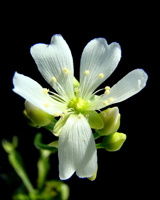 DSC06183 (560x700, 98Kb) Dionaea muscipula photo-art by Pogrebnoj-Alexandroff