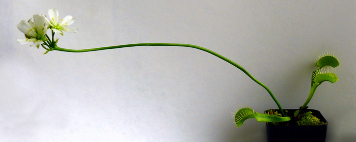 P1110056 (700x279, 216Kb) Dionaea muscipula photo-art by Pogrebnoj-Alexandroff