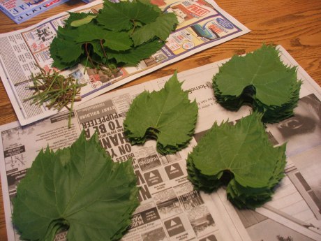 4407530_harvestinggrapeleaves7 (460x345, 55Kb)