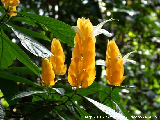 pachystachys.lutea.ho2 (550x413, 152Kb)