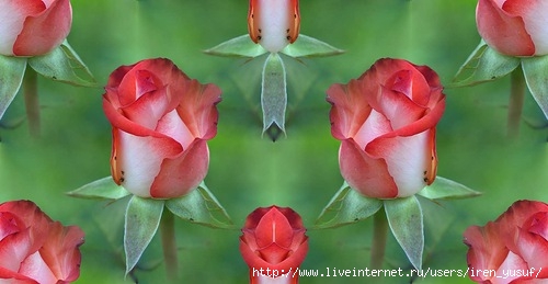 0_696eb_1ad64cb6_L (500x259, 88Kb)