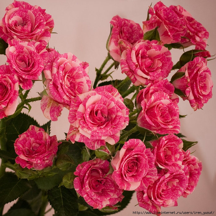 8245242.bgyvnd7n6d (700x700, 440Kb)