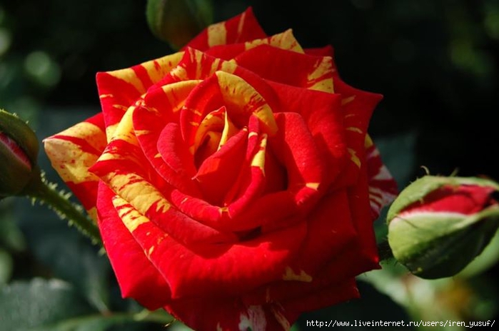 Fireflash fb (700x464, 181Kb)