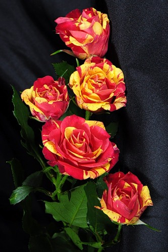 tros-rose-fire-flash (333x500, 186Kb)