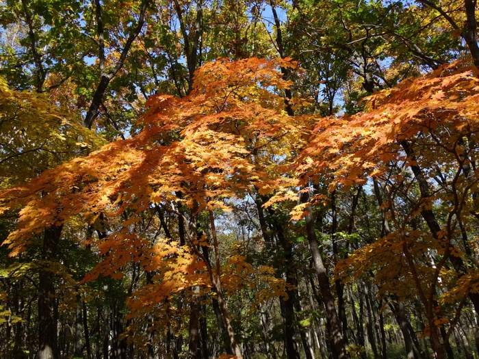 5559494_DSC09321 (700x525, 422Kb)