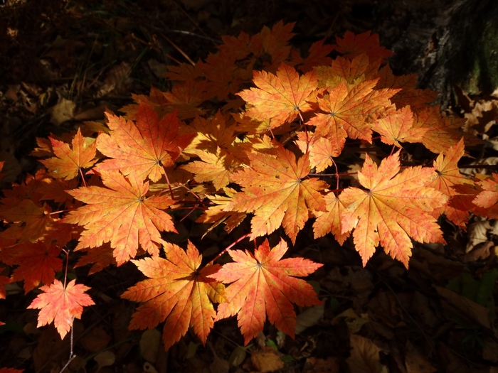 5559494_DSC09325 (700x525, 302Kb)