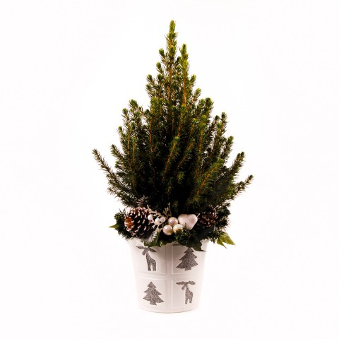 Глаука Коника – маленькое дерево зимнего счастья (2) (480x480, 109Kb)