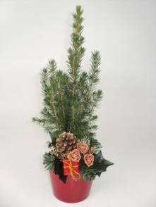 Глаука Коника – маленькое дерево зимнего счастья (4) (221x294, 40Kb)