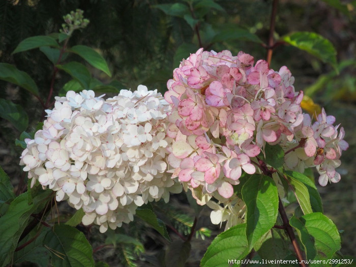 IMG_3962 (700x525, 224Kb)