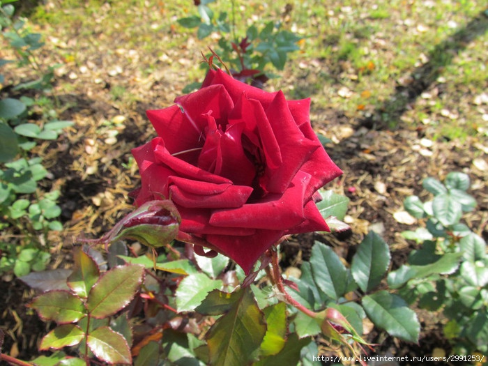 IMG_3968 (700x525, 265Kb)