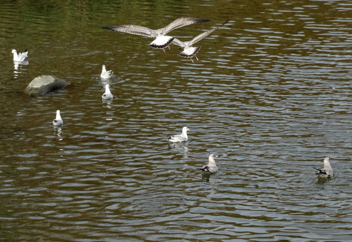 5559494_DSC09521 (700x480, 293Kb)