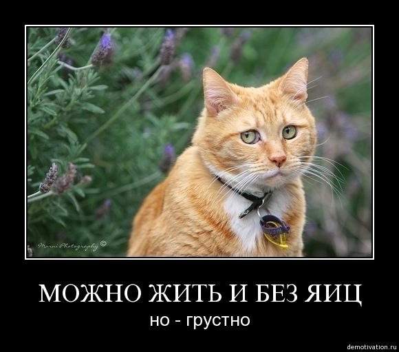 http://img1.liveinternet.ru/images/attach/c/0//42/364/42364791_1237325895_22212.jpg