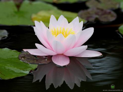 Кувшинка – нежный цветок на воде