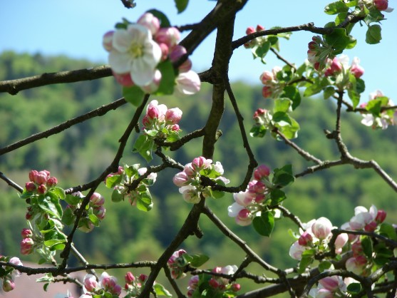 DSC01623f (557x418, 97Kb)