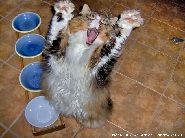 want eat (640x479, 56Kb)