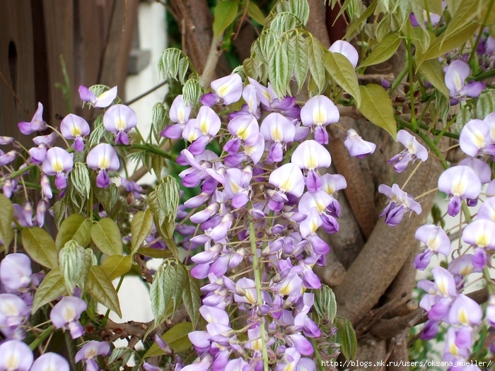 129 (700x525, 177Kb)