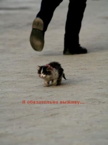 (359x480, 22Kb)
