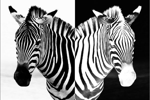 _zebra (600x400, 71Kb)