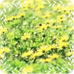  (150x150, 56Kb)