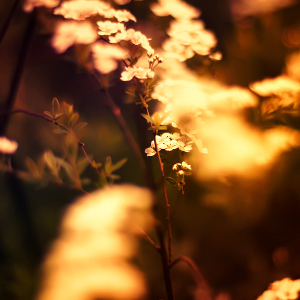  (600x600, 224Kb)