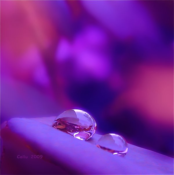 Purple_Light_by_Callu (600x602, 28Kb)
