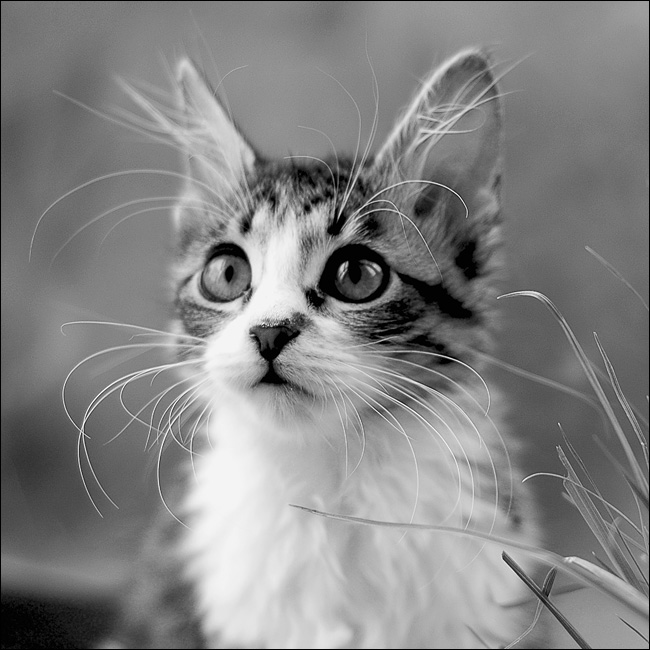  (650x650, 149Kb)