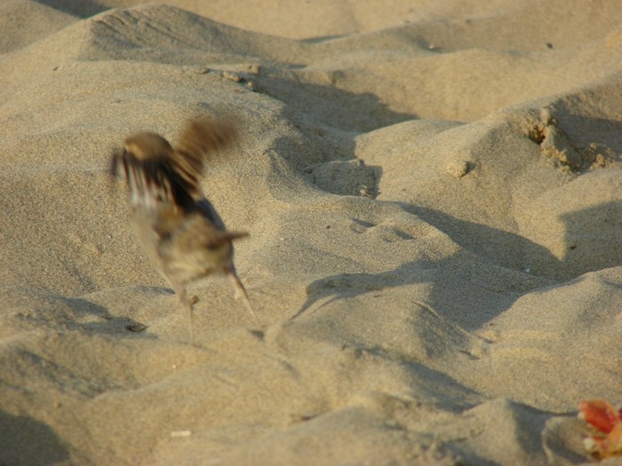 DSC02853d (700x525, 90Kb)