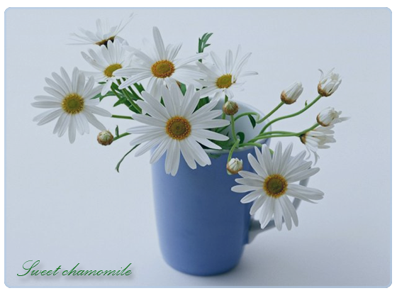 Chamomile 1 (560x420, 225Kb)