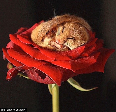 http://img1.liveinternet.ru/images/attach/c/0//52/232/52232347_sleepingdormouse.jpg