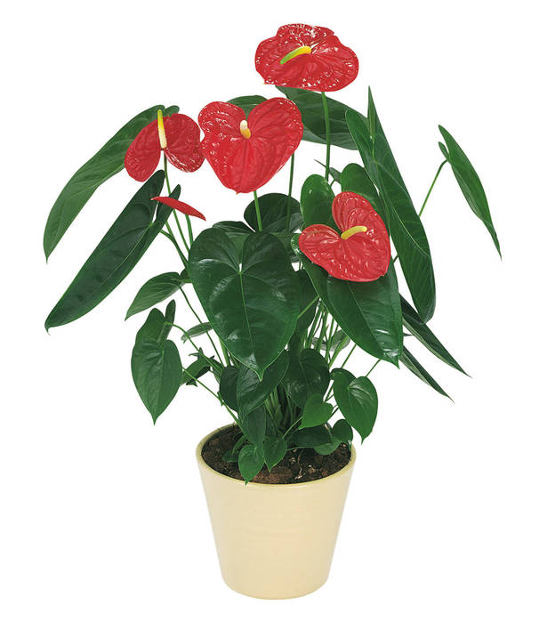 anthurium_arizona (606x699, 49Kb)