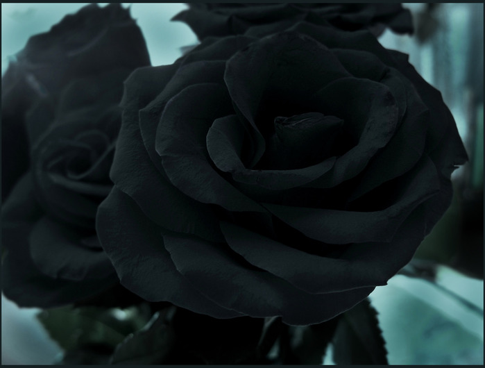 История и происхождение черной розы