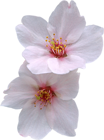  (350x470, 202Kb)